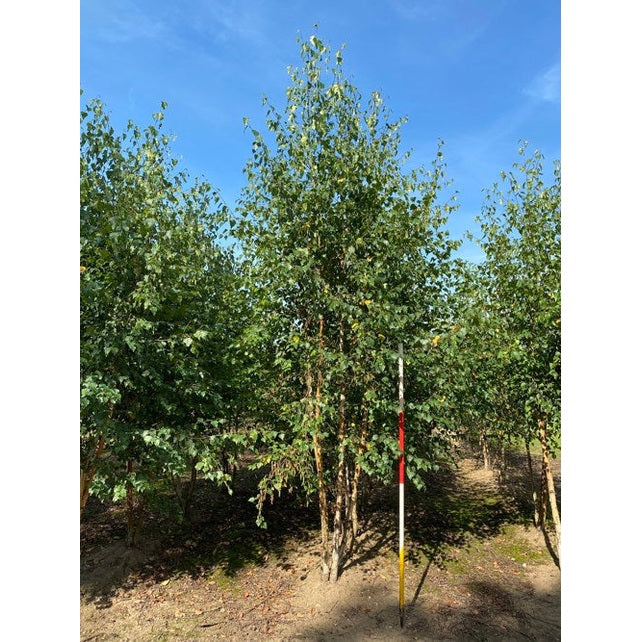 Hängbjörk - Betula pendula 300-350 MS COCO